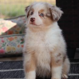 Nicole's RMF1 - Red merle female Miniature Australian Shepherd puppy in Goliad, Texas from Sassy Lil Aussies and Diamond W Poodles