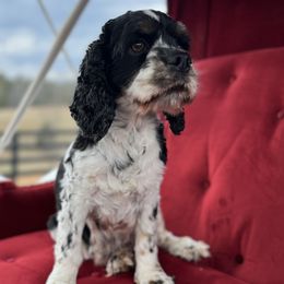 Coco - Cocker Spaniel