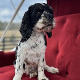 Coco - Cocker Spaniel