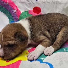 Solo boy - Red and white male Basenji puppy in Caldwell, Texas from Candyce Witte