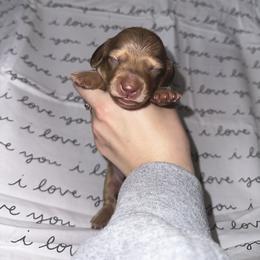 CHOCOLATE BASED SHADED CREAM - Chocolate and cream Dachshund puppy in Woodville, Wisconsin from Dairyland Dachshunds