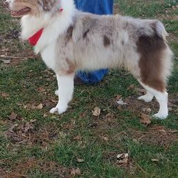 Australian Shepherd All Grown Up from T&L Wolfe Australian Shepherd