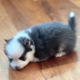 Topaz - Blue male Pomsky puppy in Discovery Bay, California from Royal Pomskies