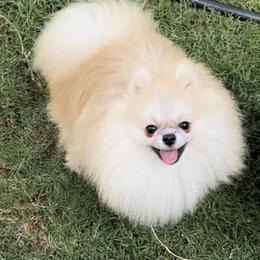 Kapi - Cream sable parti male Pomeranian puppy in El Paso, Texas from Texas quality pomeranians