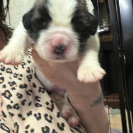 Boy 2 - Mahogany and white male Saint Bernard puppy in North Beach, Maryland from Mt.Harmony Saint Bernards