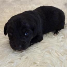Midnight - Black & white female Australian Shepherd puppy in Harrah, Oklahoma from Kamm's Aussies