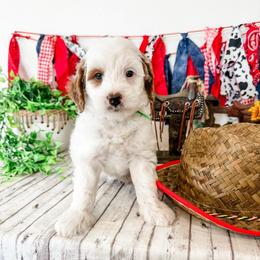 Austin - Parti male Goldendoodle puppy in Pleasant Grove, Utah from Destination Doodles