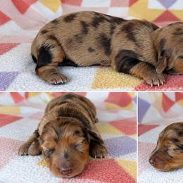 Girl 2 - Dapple female Dachshund puppy in Oklahoma from Red Oak Long Dogs