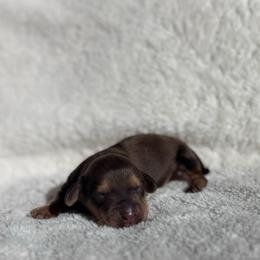 Shaded Cream Boy - Cream male Dachshund puppy in Merced, California from The Graceful Dachshund Kennel