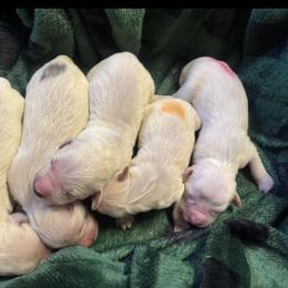 Last boy - Light golden male Golden Retriever puppy in Roca, Nebraska from Chastity's Golden Retrievers