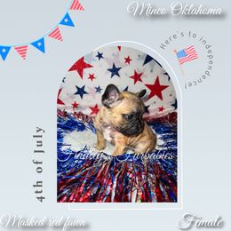 Girl 2 - Fawn French Bulldog puppy in Minco, Oklahoma from Findley’s Furbabies