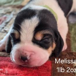 Melissa Puppy - Black white and brown male Basset Hound puppy in Hood River, Oregon from The Walls Hounds With Heart