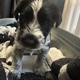 Miniature Schnauzers from Stevens Mini Schnauzers
