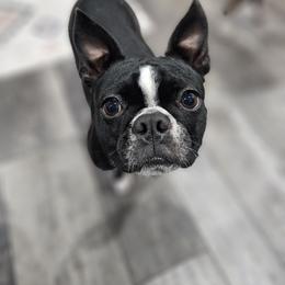 Maybelle - Boston Terrier