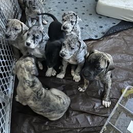 Great Dane Puppies from K&A Danes
