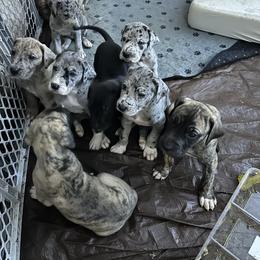 Great Dane Puppies from K&A Danes