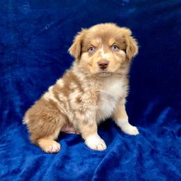 Rusty - Red merle male Australian Shepherd puppy in Collinston, Utah from Corbridge Aussies