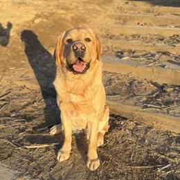 Green Collar - Yellow male Labrador Retriever puppy in Somerset, California from Cantina Labs and Cavs
