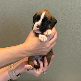 Finn - Fawn male Boxer puppy in Medical Lake, Washington from Box and Bully Estates: Boxers and Old English Bulldogs