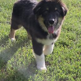 Junior - Black tri-color male Australian Shepherd puppy in Browerville, Minnesota from Rustic River Ranch Aussies