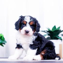 Ceder - Tri-color male Bernedoodle puppy in Arthur, Illinois from Central Illinois Bernedoodles
