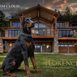 FLORENCE - Doberman Pinscher