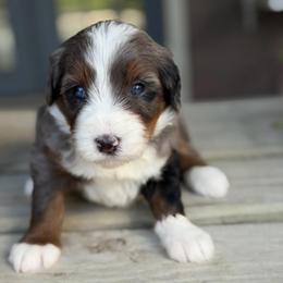 Muffin - Blue merle female Bernedoodle puppy in El Campo, Texas from Little Fur Friends Bernedoodles