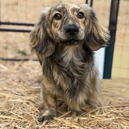 Tater Tot - Dachshund