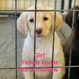 ORANGE GIRL - Caramel ice female Labradoodle puppy in Franklinton, North Carolina from Green Acres Labradors