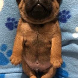 French Bulldog Puppies from AM FRENCHIES