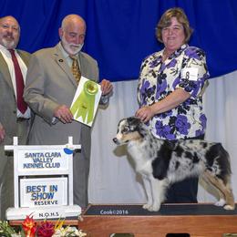 Miniature American Shepherd All Grown Up from Treasures Miniature American Shepherds