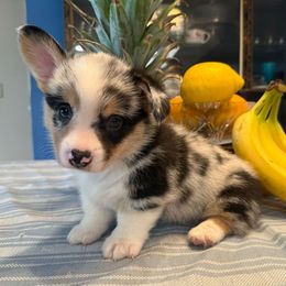 Malik - Blue male Pembroke Welsh Corgi puppy in Spring Hill, Florida from Chaotic Canines