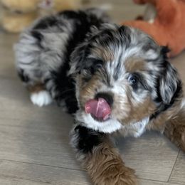Aussiedoodles, Miniature Australian Shepherds, and Toy Australian Shepherds from Forever Aussies and A Doodle