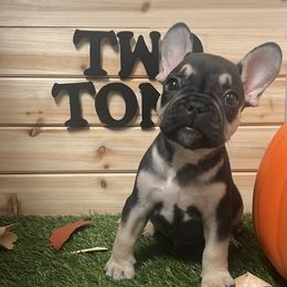 Two-Tone - French Bulldog puppy from Frenchie Select