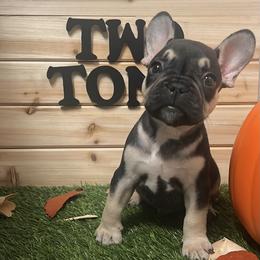 Two-Tone - French Bulldog puppy from Frenchie Select