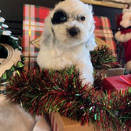 Zoey - Blue roan female Cockapoo puppy in Connersville, Indiana from MoonShine Babies