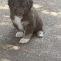 Australian Shepherd Puppies from Kamm's Aussies