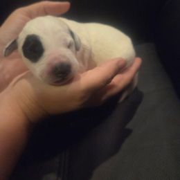 Phoebe - White and black female Dalmatian puppy in Palmer, Massachusetts from Delaney's Dalmatians 2