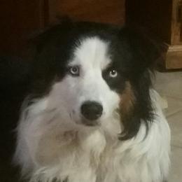Australian Shepherds from Bell Branch Aussies