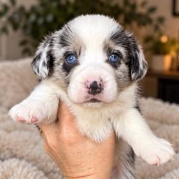 Clay - Blue merle and white male Cardigan Welsh Corgi puppy in Kerens, West Virginia from Leather & Lace