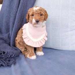 Linen - Red  female Goldendoodle puppy in Whitesburg, Georgia from Asbury & Co Farms