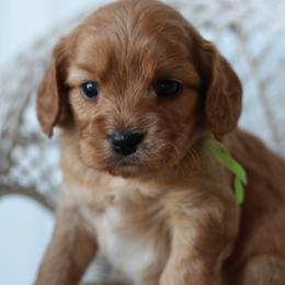 Basil - Red male Cavapoo puppy in Springtown, Texas from North Texas Puppies