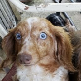 Dachshunds from Whittier's Dachshunds