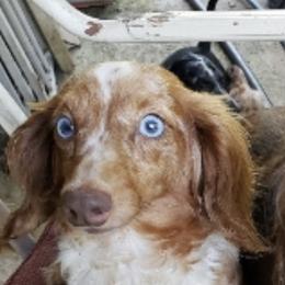Dachshunds from Whittier's Dachshunds