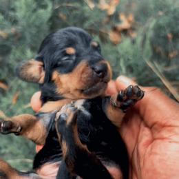 Rico - Black and tan male Dachshund puppy in Los Angeles, California from Mini Doxies R Us