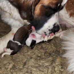 Saint Bernard Puppies from Amber's Saint Bernards