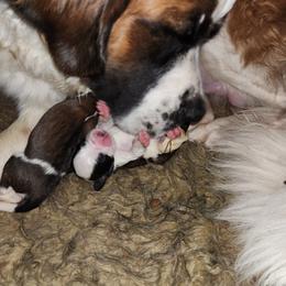 Saint Bernard Puppies from Amber's Saint Bernards