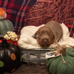Dachshund Puppies from Johnson's Teeny Weenies