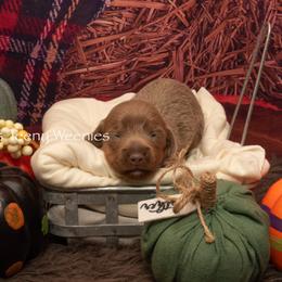 Dachshund Puppies from Johnson's Teeny Weenies