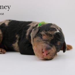 Journey - Merle male Bernedoodle puppy in Comanche, Texas from Central Texas Doodles, LLC.